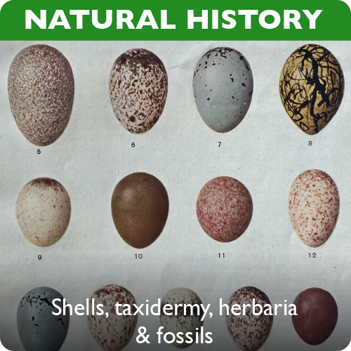 Natural history collections